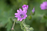 Dovefoot geranium